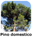 Pino domestico